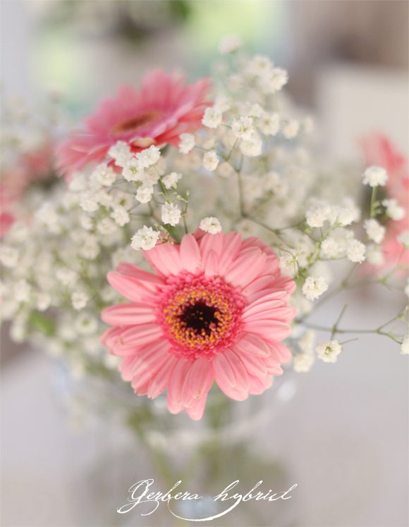 Gerbera_2