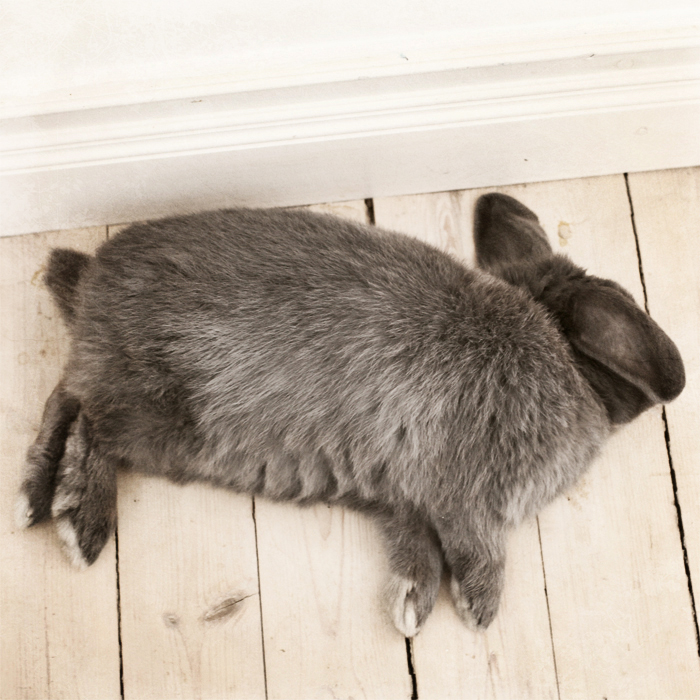 Djupt sovande kanin