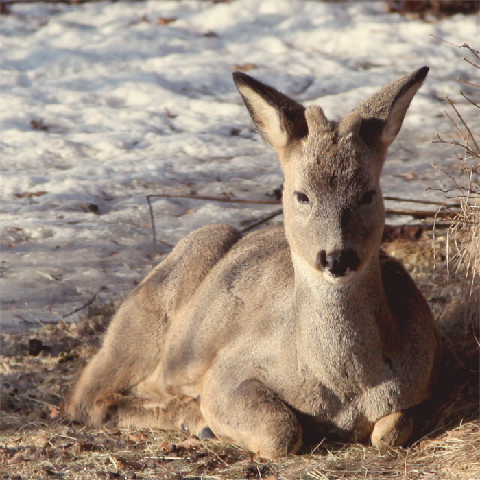 Bambi