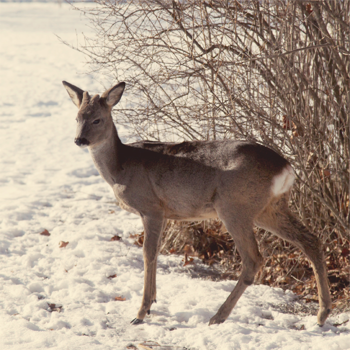 Bambi