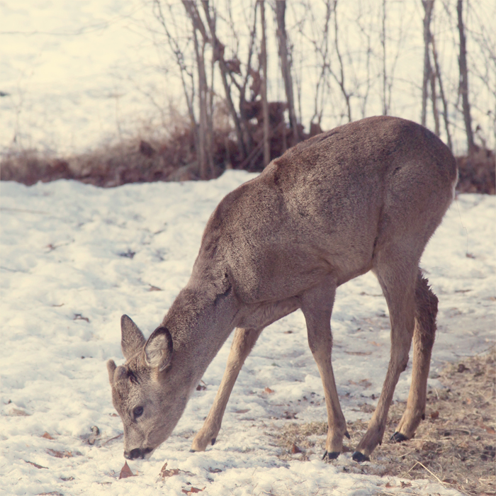 Bambi