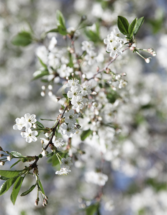 Cherryblossom