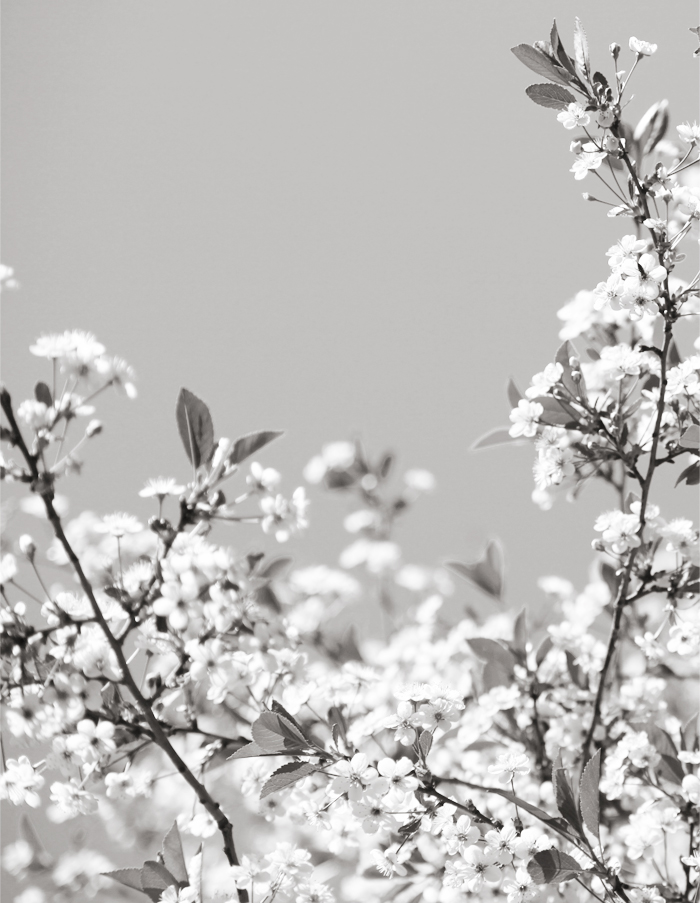 Cherryblossom_3