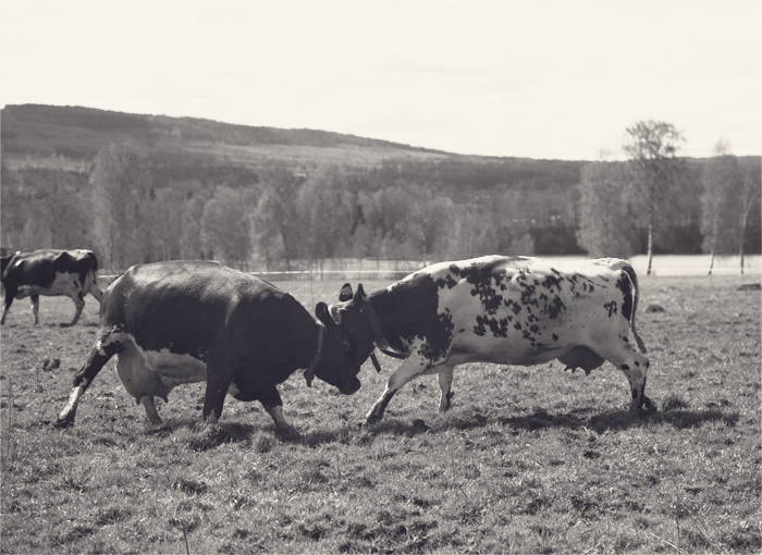 Cows