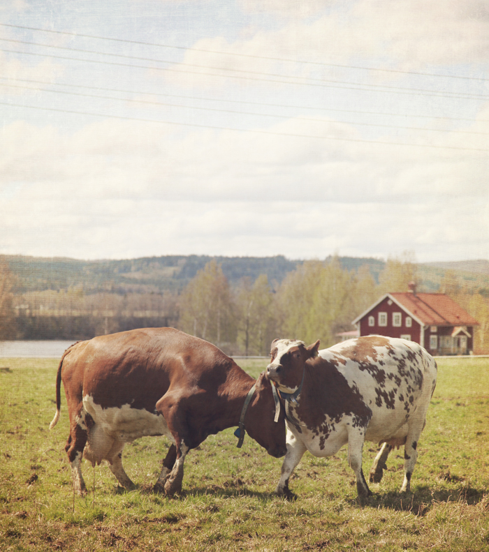 Cows3