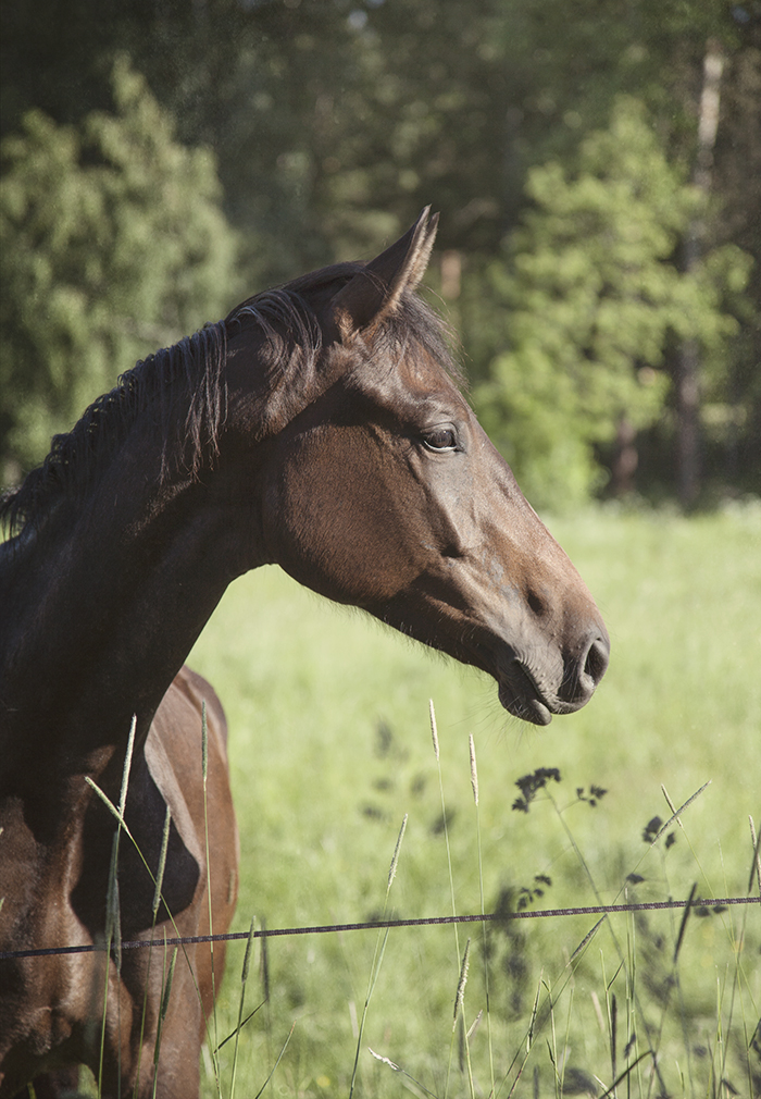 Young horse
