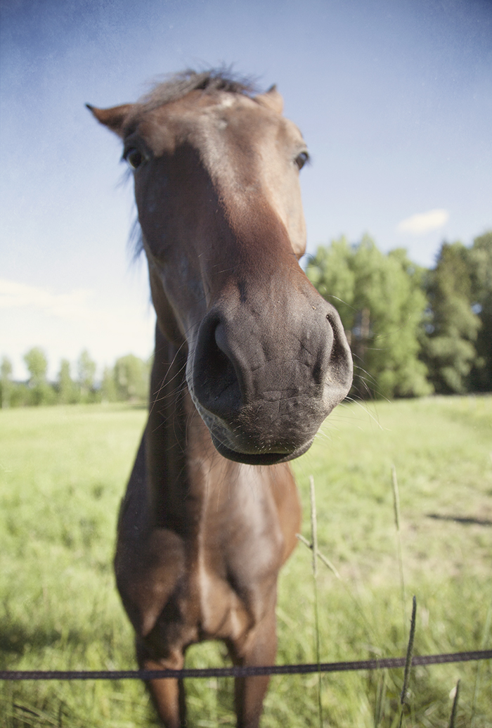 Extreme close up, horse