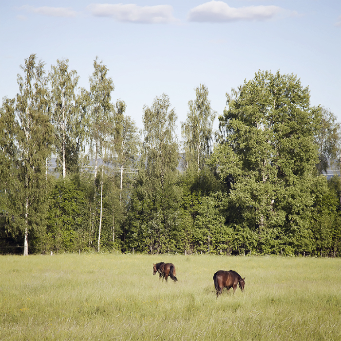 Horses