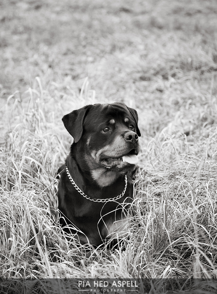 Mulle, rottweiler