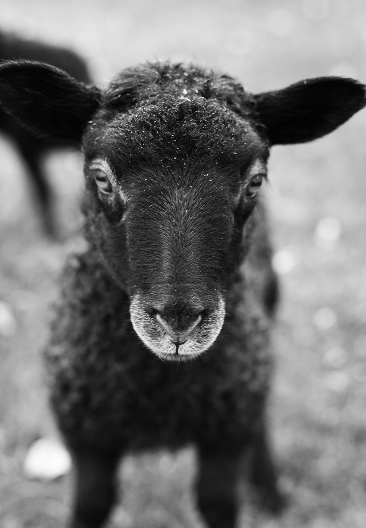 lamb_02