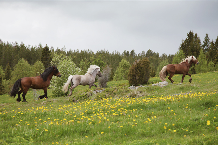 horses_02_small