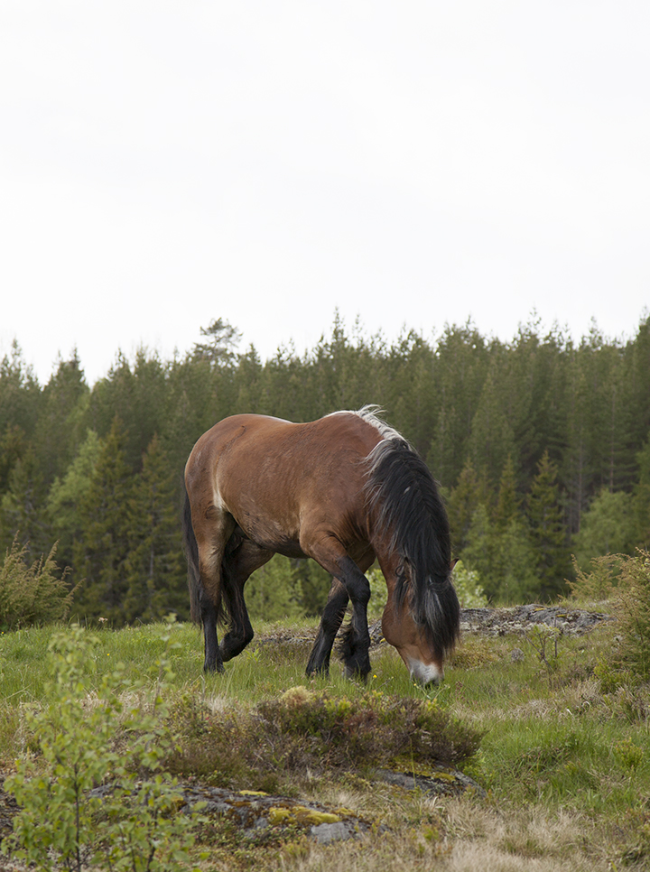 horses_03