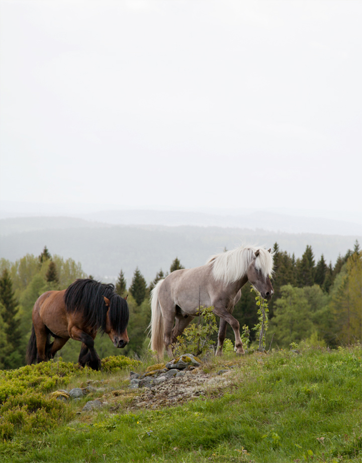 horses_04_small