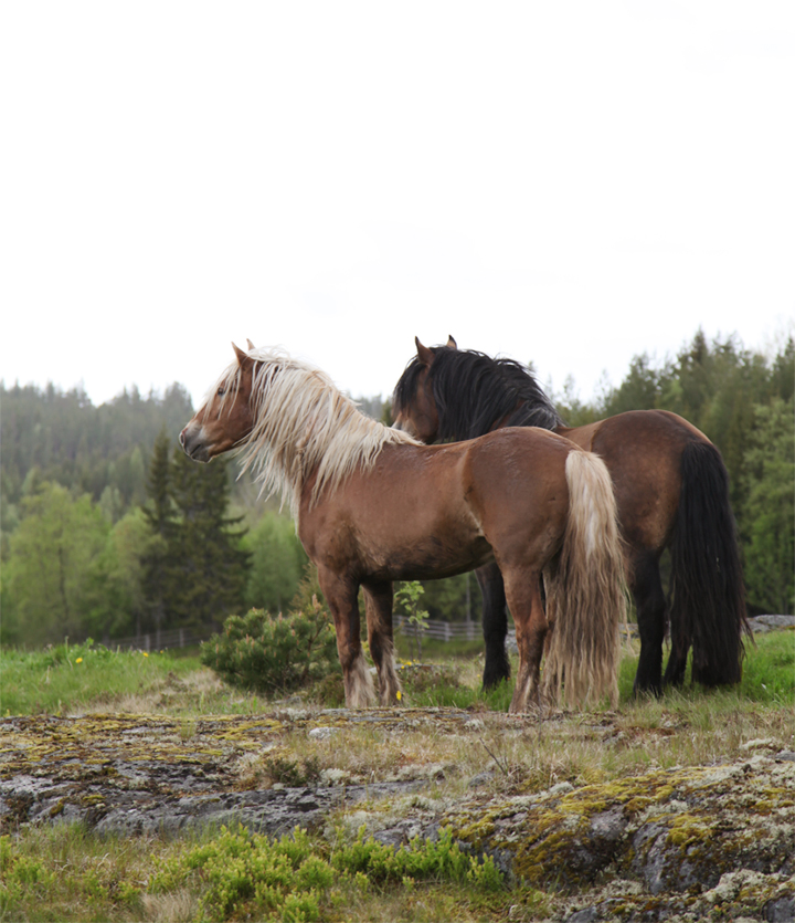 horses_05_small