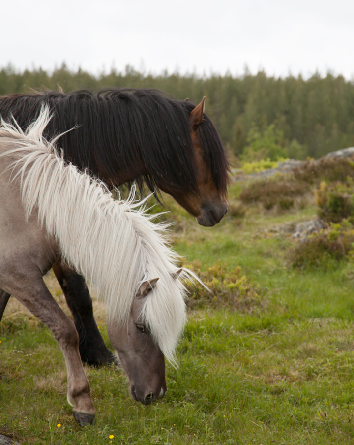 horses_06_small