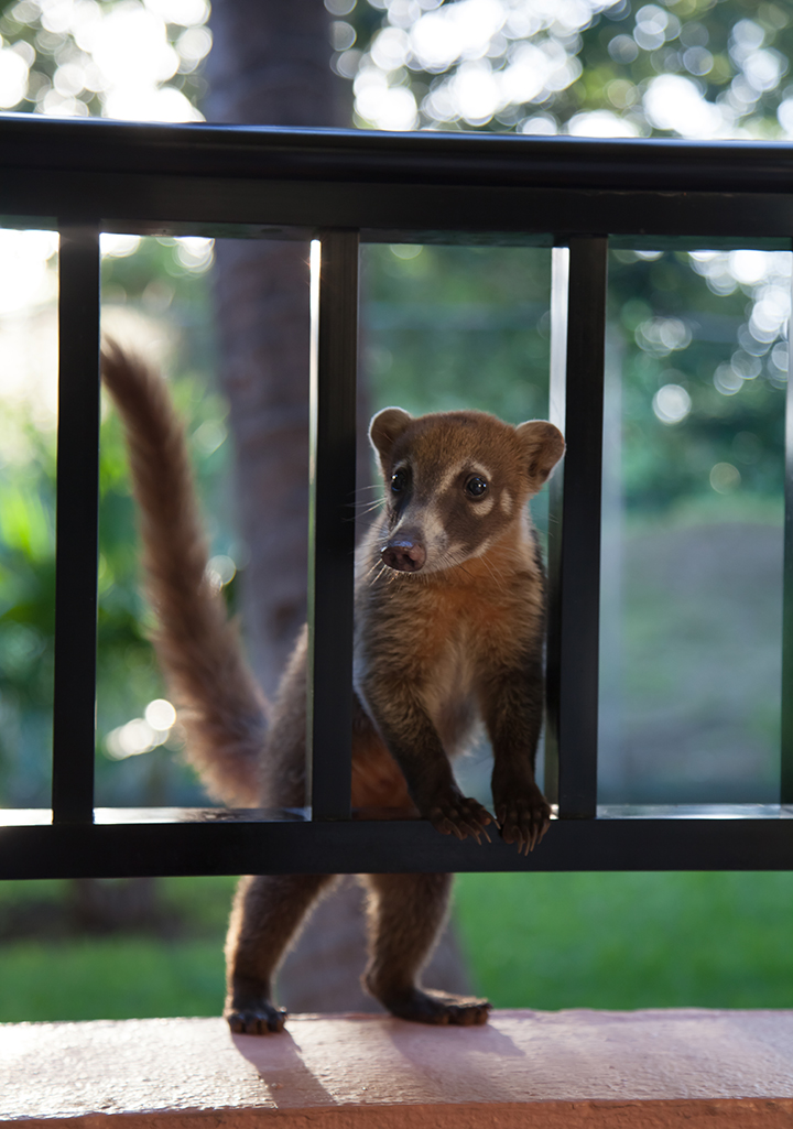 Coati_04