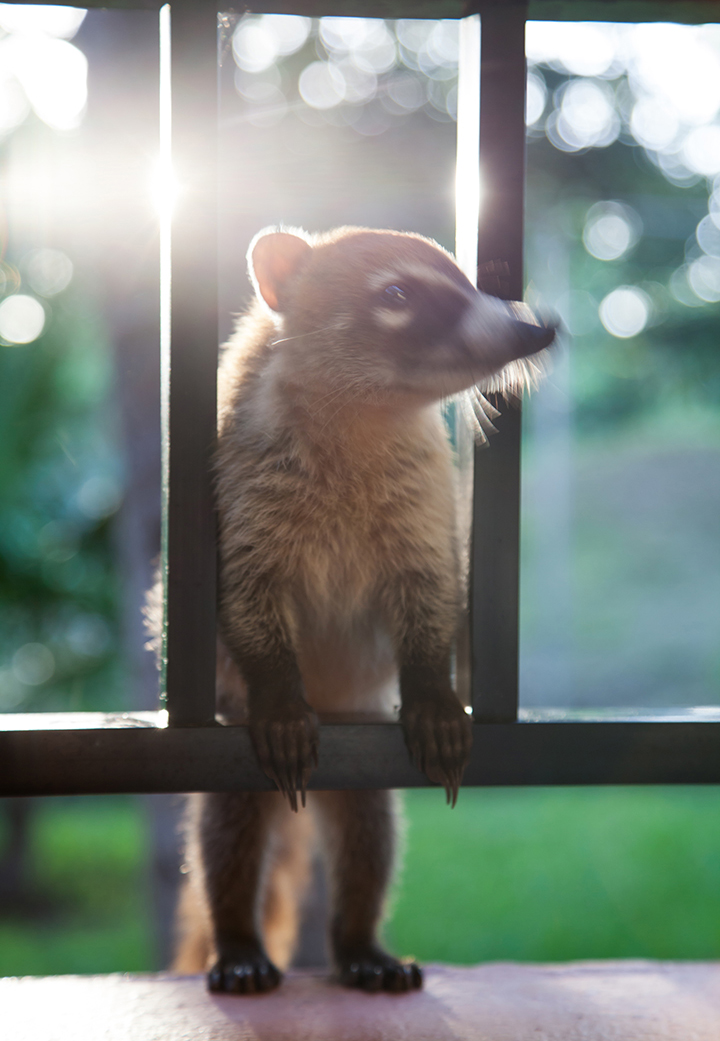 Coati_05