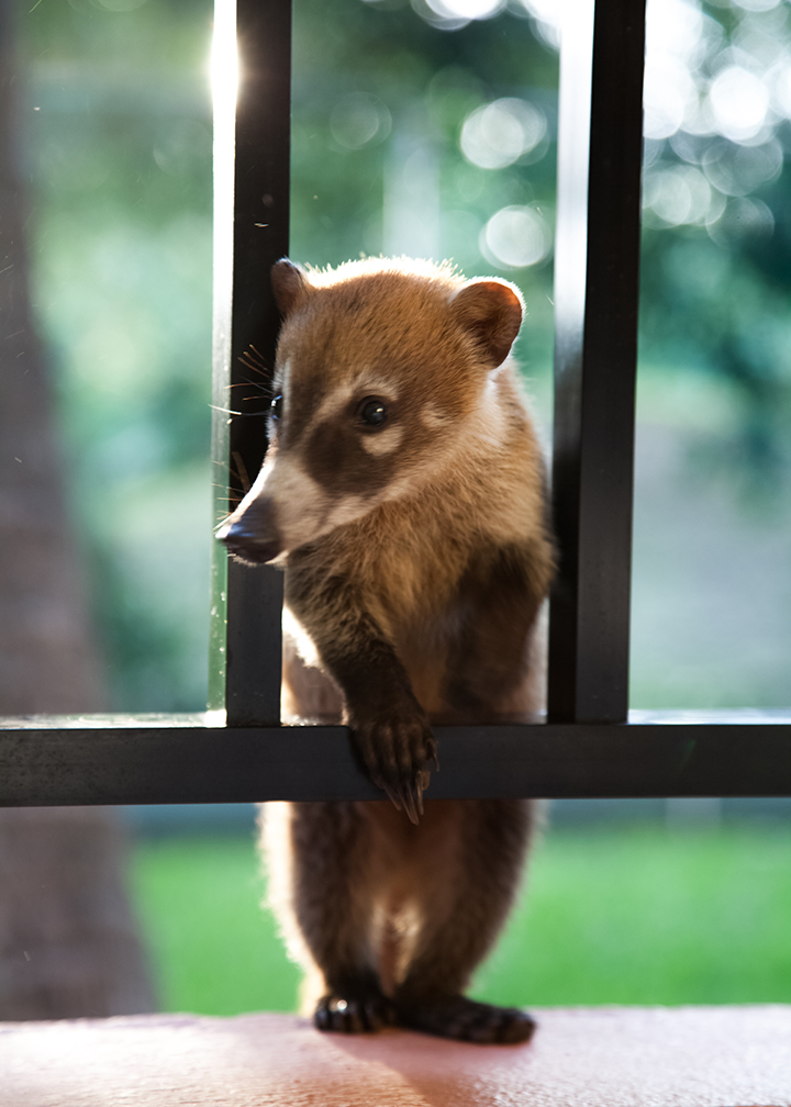 Coati_08