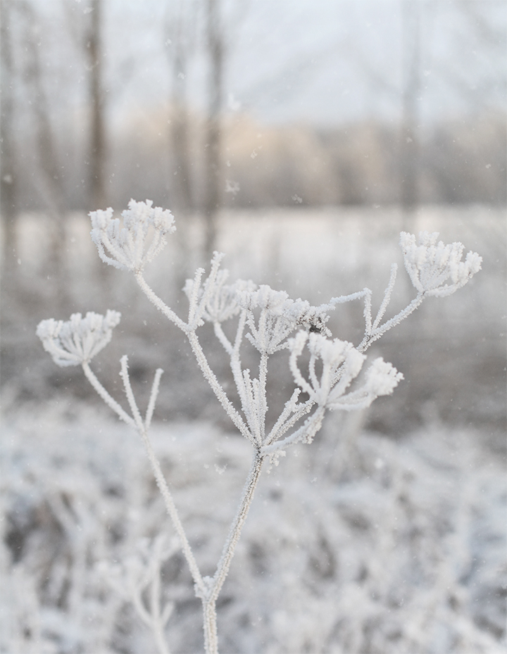 frosty_02