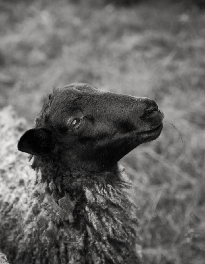 sheep_720