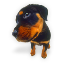 Puppy-9-icon